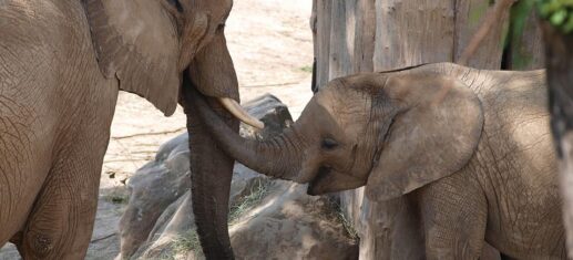 Bundesregierung-nimmt-Botswanas-Elefanten-Drohung-quotzur-Kenntnisquot.jpg