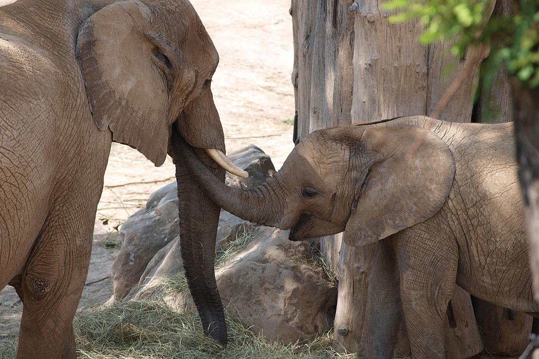 Bundesregierung nimmt Botswanas Elefanten-Drohung "zur Kenntnis"