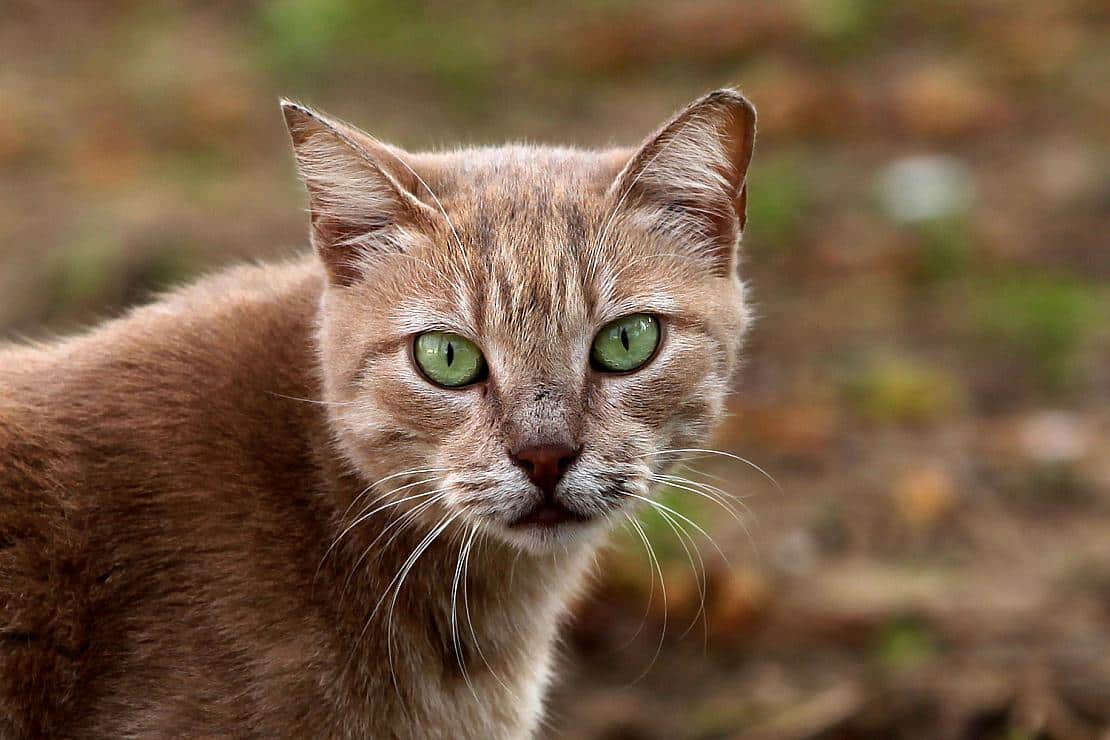 Tierschutzbund warnt vor "Katzenschwemme" im Frühjahr