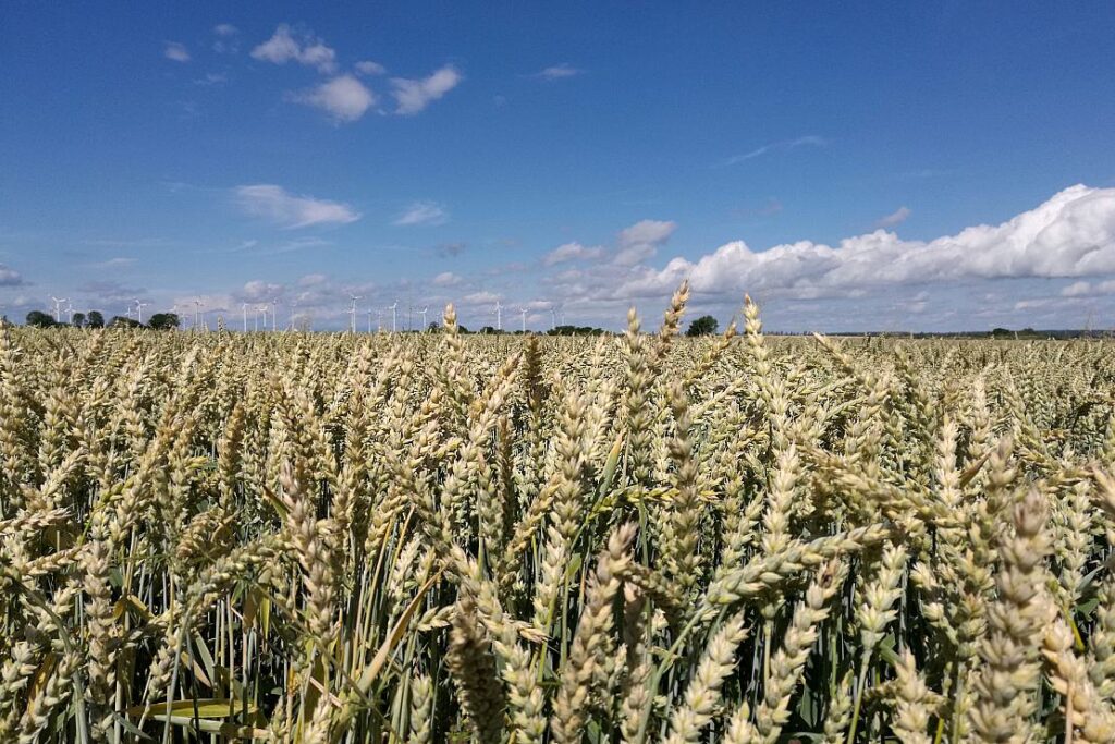 Landwirte bauen deutlich mehr Sommergetreide an
