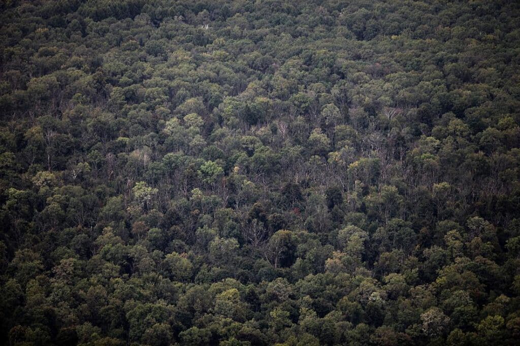Naturverbände: Wald vermüllt immer mehr