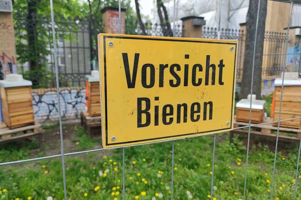 Allergologen: Bienenstiche werden oft unterschätzt