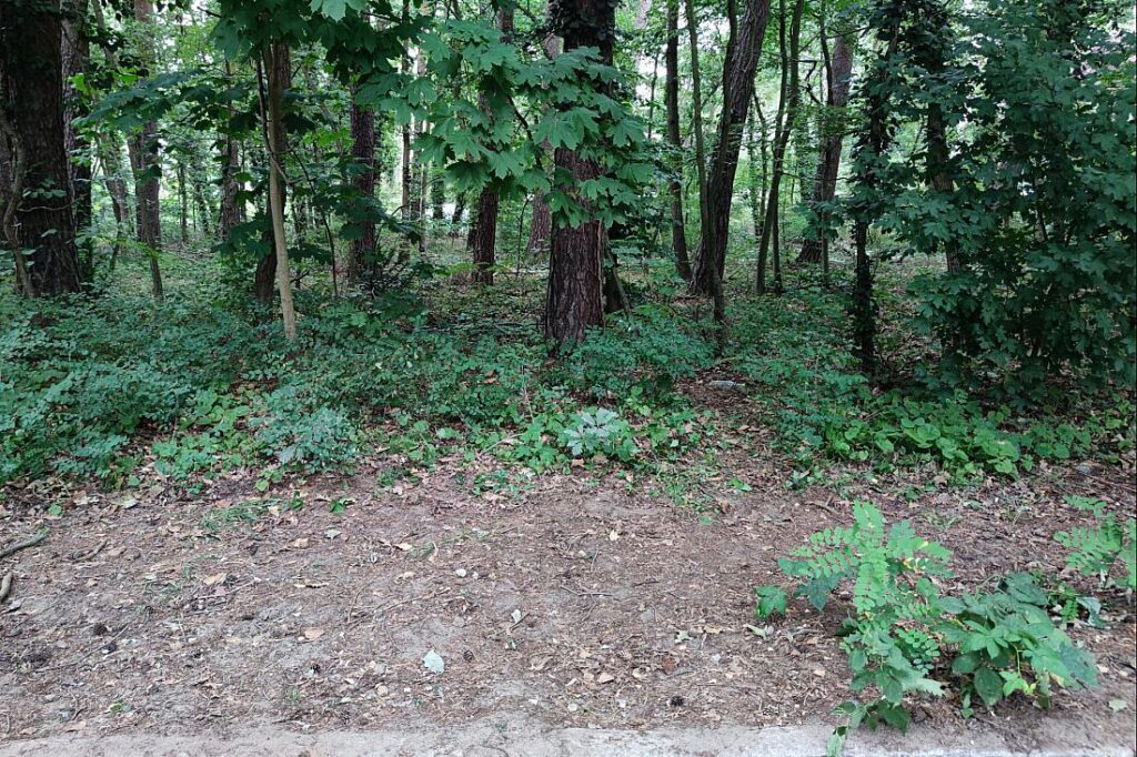 Waldbesitzer rufen wegen Hitze zur Vorsicht auf