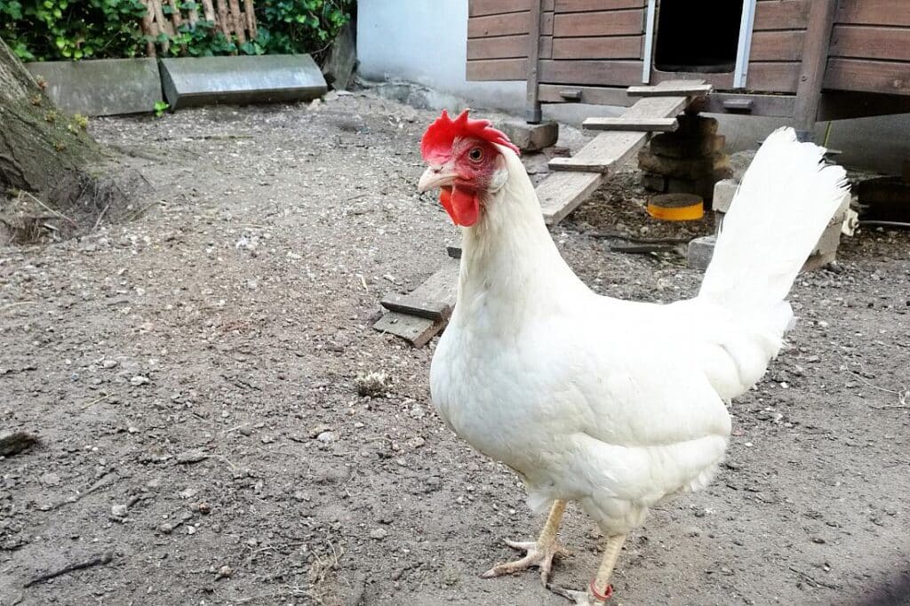 Vogelgrippe: Branchenverbände erwarten Eierknappheit