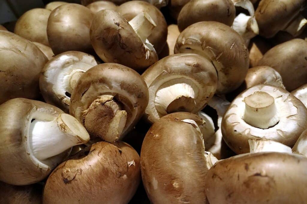 Speisepilzernte geht zurück – Champignons weiter Spitzenreiter