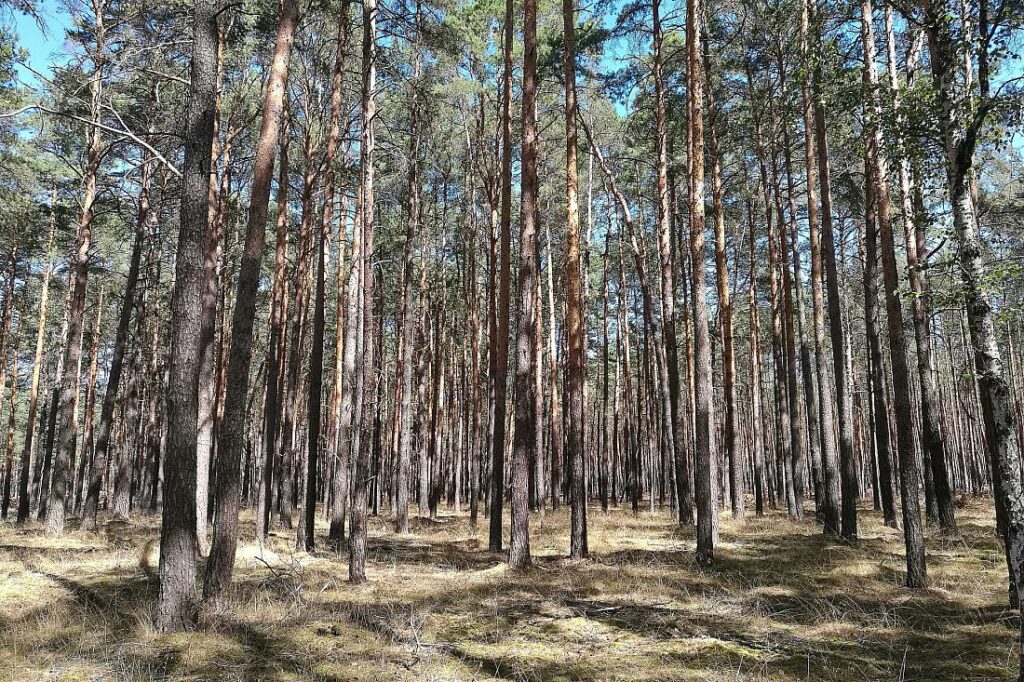 Waldbesitzer warnen vor akut hoher Waldbrandgefahr