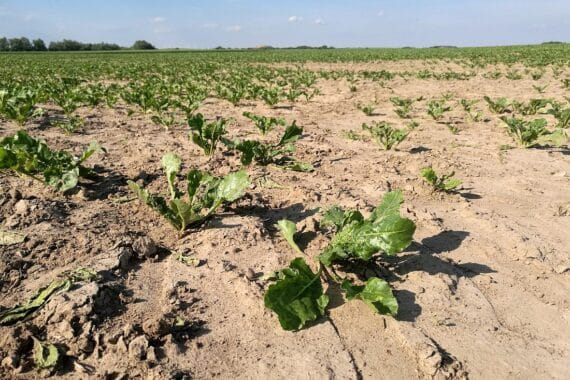 Wetterdienst meldet historische Trockenheit in Deutschland
