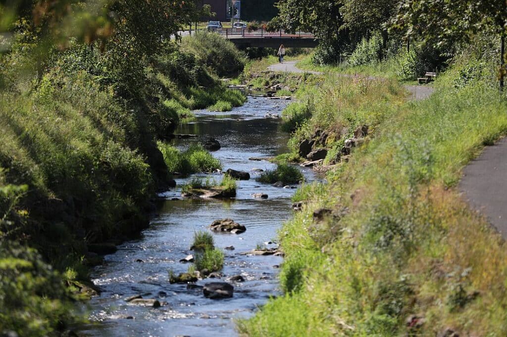 Studie: Biber schaffen Lebensräume und steigern Artenvielfalt