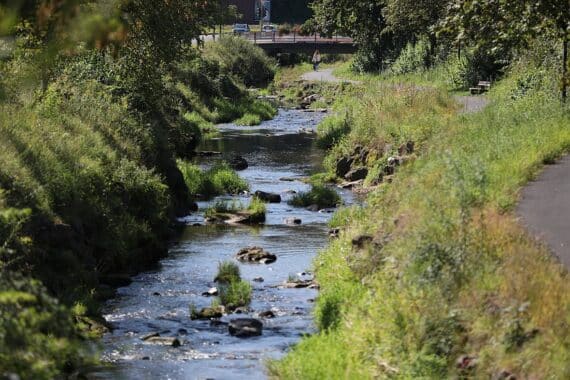 Biber bauen Lebensräume, fördern Biodiversität in Gewässern und stärken Ökosysteme in Auen.