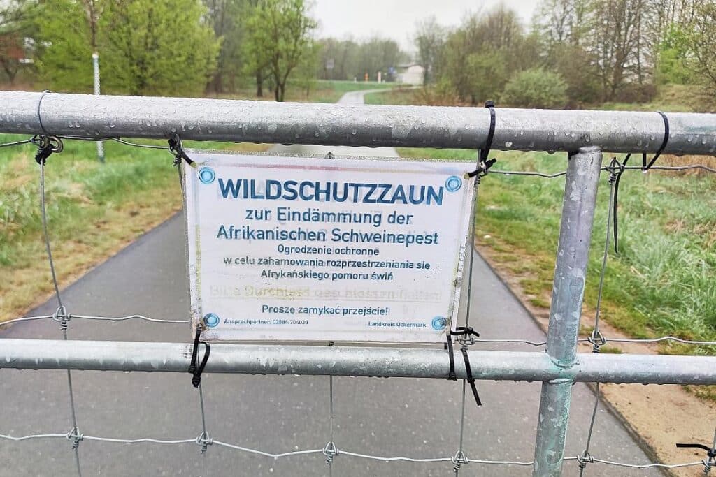 Afrikanische Schweinepest erreicht erstmals Nordrhein-Westfalen
