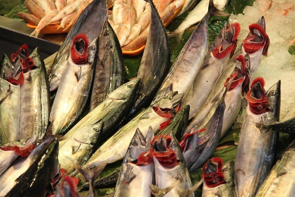 Aquakultur-Produktion in Niedersachsen deutlich gestiegen