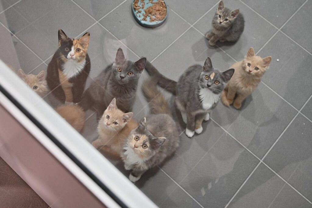 Bochum setzt Quarantänecontainer für Katzen im Tierheim ein