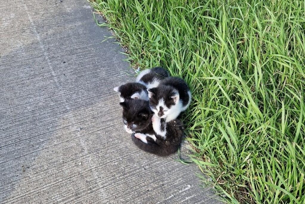 Drei junge Katzen auf Autobahn bei Emstek ausgesetzt