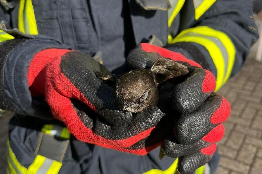 Feuerwehr befreit Vogel aus Dachrinne in Celle