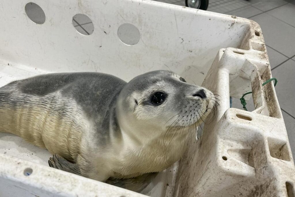 Feuerwehr rettet jungen Seehund in Bremerhaven