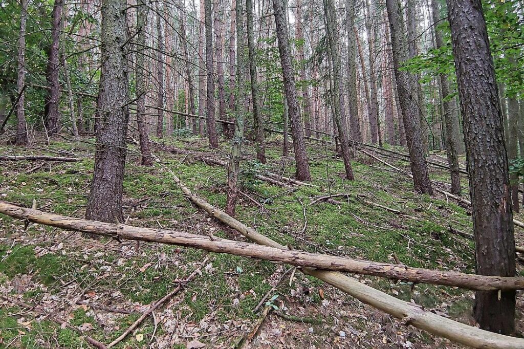 Feuerwehrverband warnt vor steigender Waldbrandgefahr