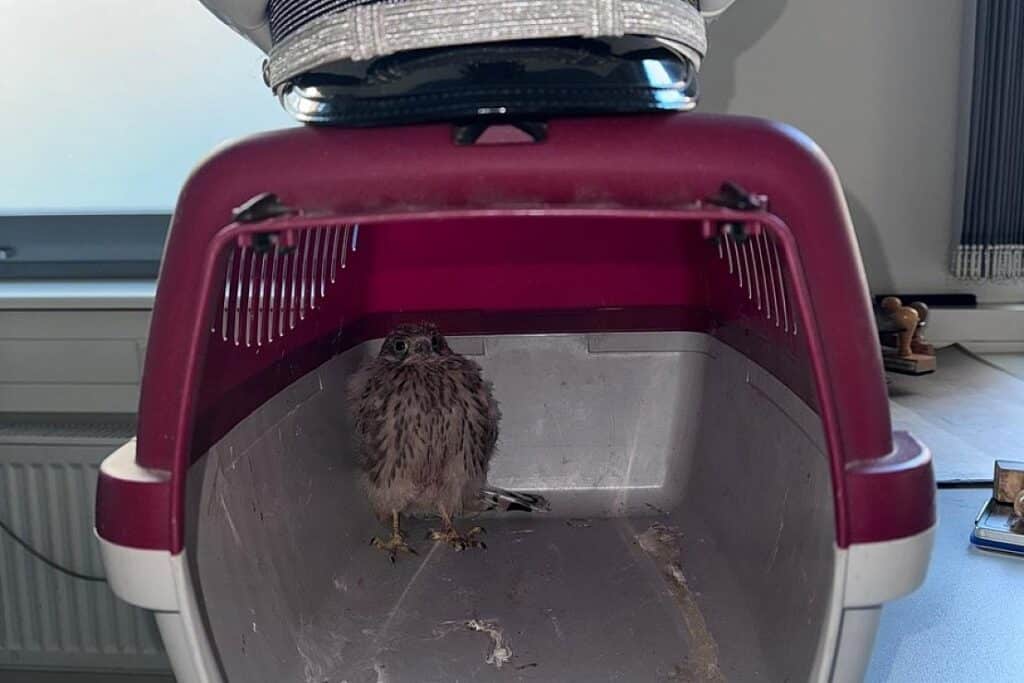 Junger Falke in Lübecker Innenstadt gerettet