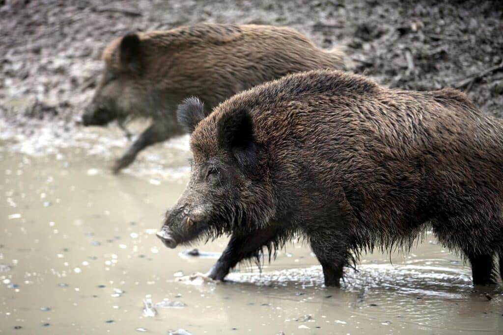 Kreis Soest verschärft Wildschwein-Monitoring wegen Schweinepest