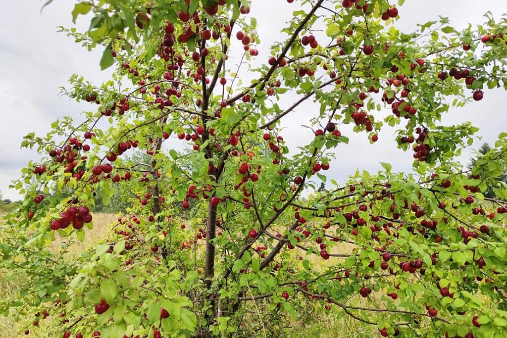 Kreis Unna fördert Streuobstwiesen mit kostenlosen Obstbäumen