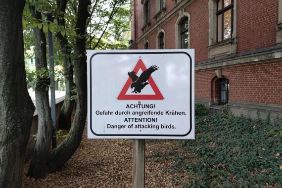 Krähen nisten in Stadt, verursachen Schäden in Landwirtschaft und belasten Grünanlagen.