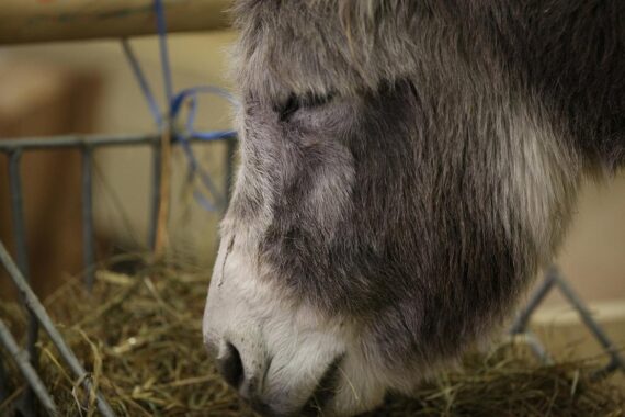 Zwei Esel in einem großzügigen, neu gestalteten Gehege mit Schatten und Stall.