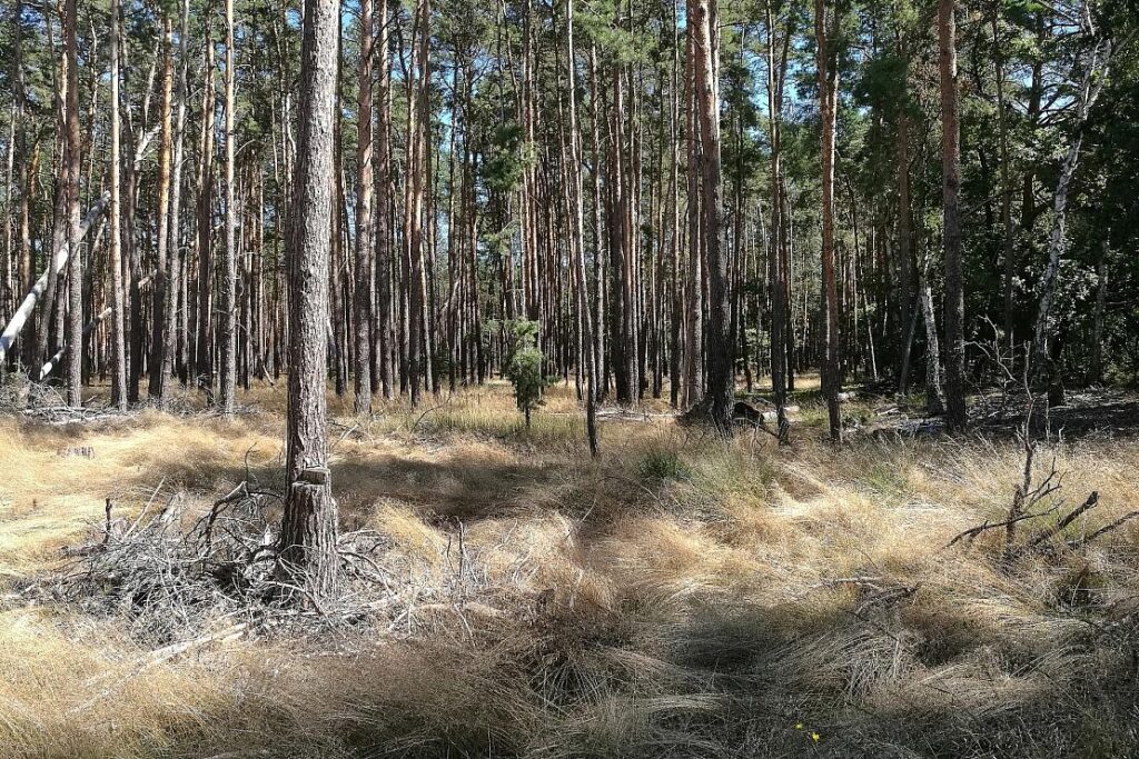 Neues Wolfsrudel im Landkreis Leipzig nachgewiesen