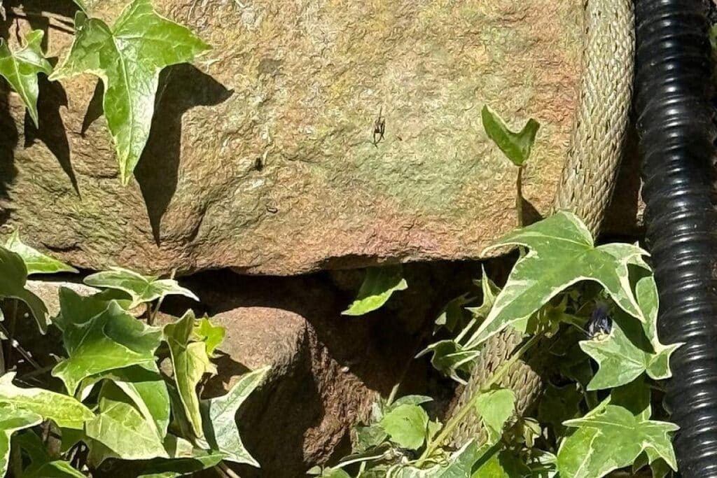 Ringelnatter und Baby-Fledermaus sorgen für tierische Überraschungen in Heidelberg und Weinheim