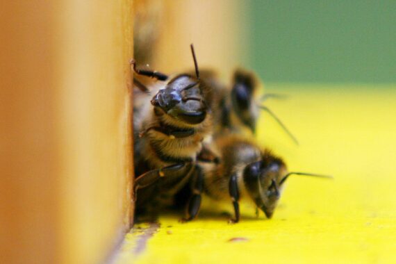 Bienen in einem Sperrbezirk, Warnhinweise, Schutzmaßnahmen gegen Amerikanische Faulbrut.
