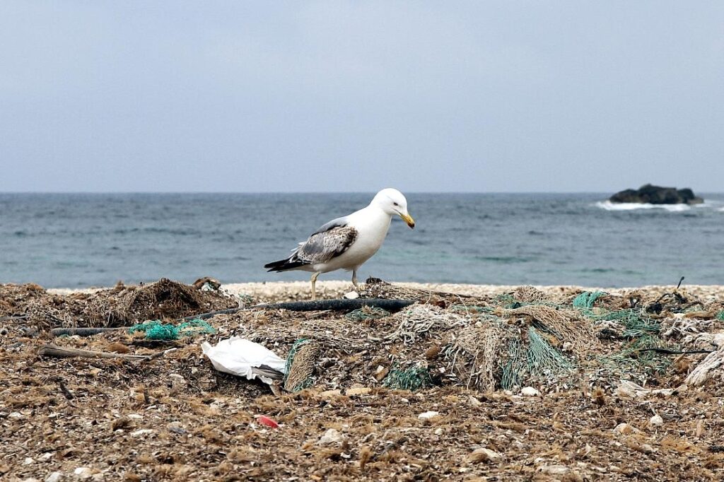 Studie: Mikroplastik gefährdet Korallen im Mittelmeer