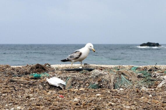 Möwe sitzt auf Müllhaufen am Meer, symbolisiert Umweltschutz und Plastikverschmutzung.