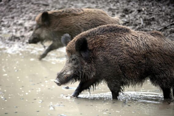 Totes Wildschwein, positiv auf Afrikanische Schweinepest getestet, symbolisiert mögliche Seuchenausbreitung.