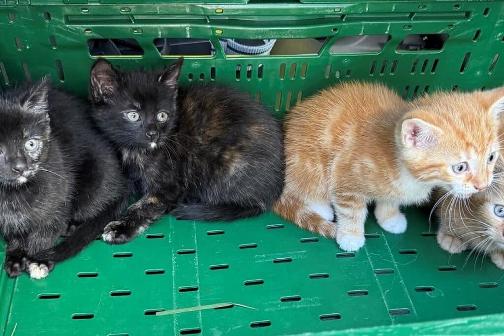 Vier Katzenbabys in Astfeld ausgesetzt