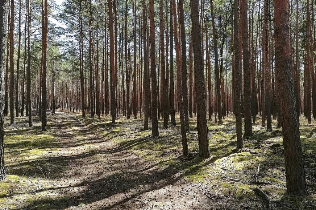 Zustand der Wälder weiter besorgniserregend