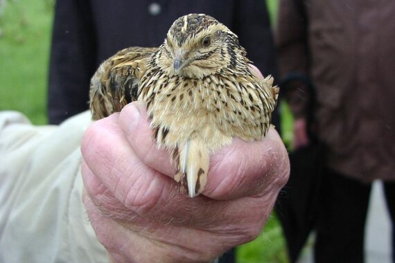 Wildwachtel wird von Person gehalten, Symbol für erfolgreiche Auswilderungsaktion und Artenschutz.