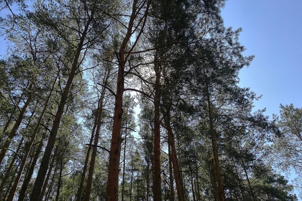 41 Wolfs-Territorien in Sachsen bestätigt