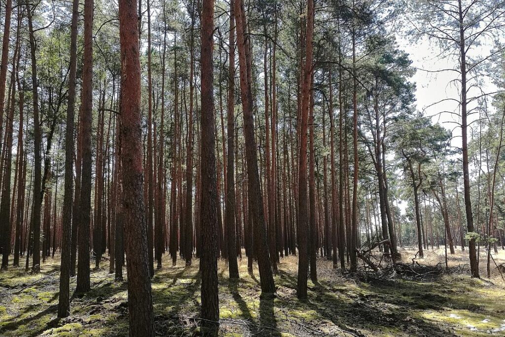 50 Millionen Euro für Klima- und Waldoffensive in Rheinland-Pfalz