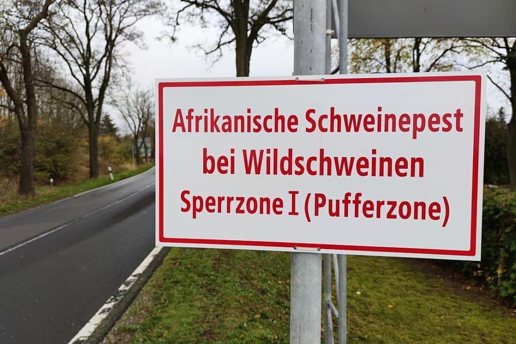 Afrikanische Schweinepest: Neue Sperrzonen in NRW-Kreisen eingerichtet