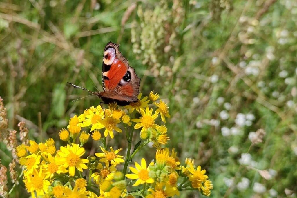Düsseldorf beschließt Biodiversitätskonzept 2030