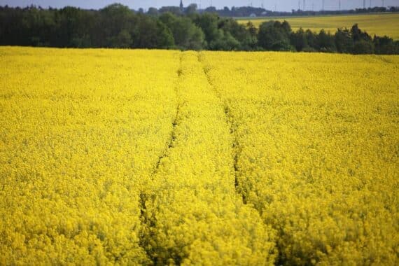 Rapsfeld mit Fahrgasse, symbolisiert den Lebensraum des bedrohten Feldhamsters in Sachsen.