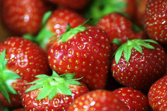 Erdbeeren in einem Feld, die Ernte zeigt positive Entwicklung in Nordrhein-Westfalen.