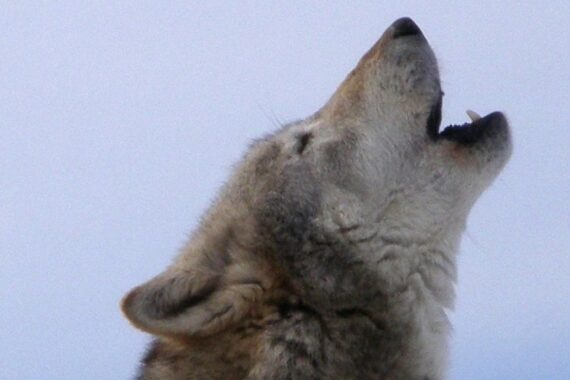 Heulender Wolf symbolisiert Kostendebatte: Hohe Ausgaben für Wolfsmanagement in Baden-Württemberg kritisiert.
