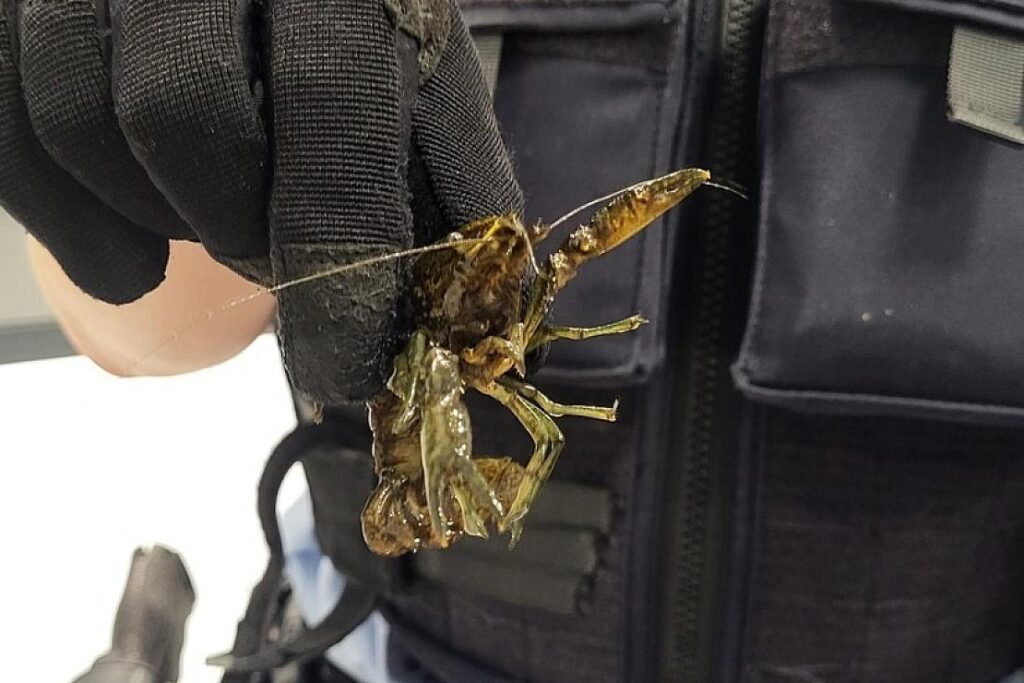 Flusskrebse krabbeln durch S-Bahn in Köln