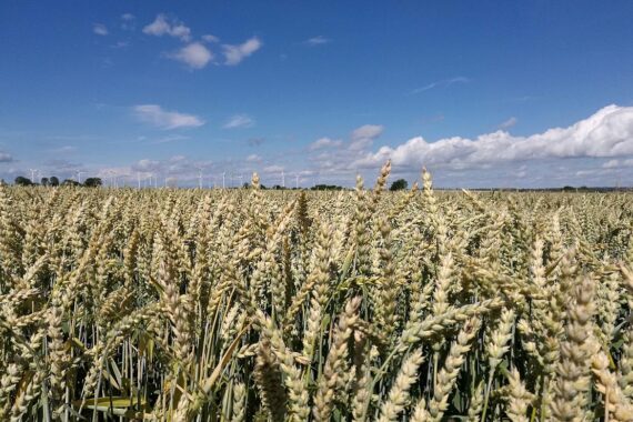 Erntezeit in Thüringen: Mähdrescher ernten Wintergerste unter sonnigem Himmel.