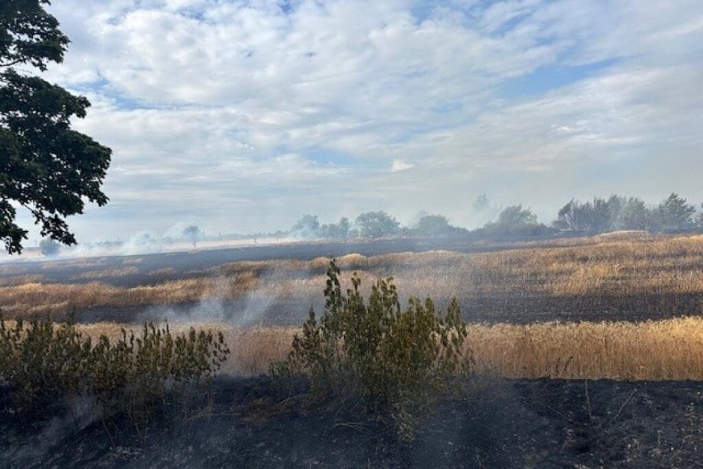 Großbrand bei Barleben zerstört acht Hektar Weizenfeld und Wald