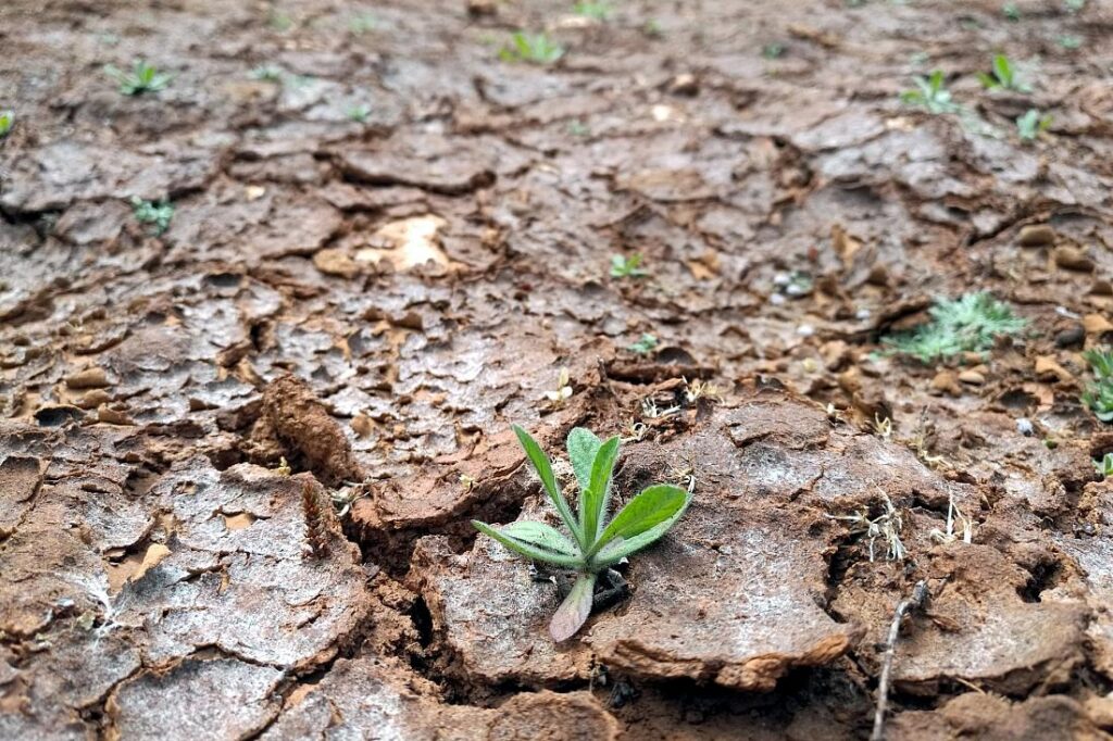 Hitzewelle: Klimaforscher beklagt falsche politische Prioritäten