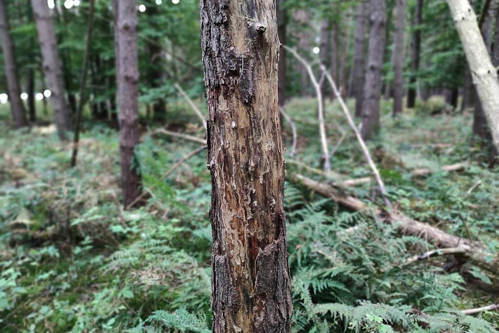 Luchs Martin im Nordschwarzwald ausgewildert