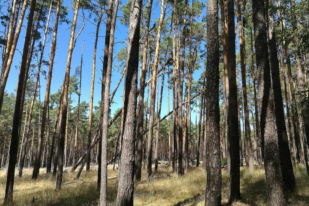 NRW will 5.000 Hektar Wildnisgebiete ausweisen