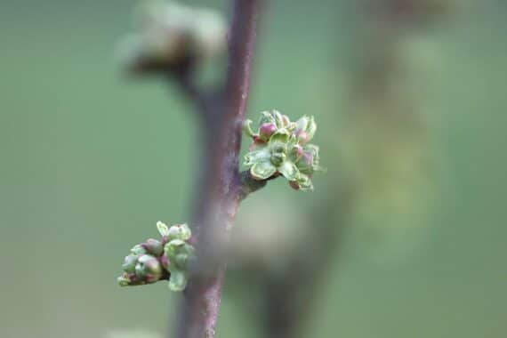 Knospen an einem Kirschbaum, symbolisieren die außergewöhnlich gute Kirschenernte in Nordrhein-Westfalen.
