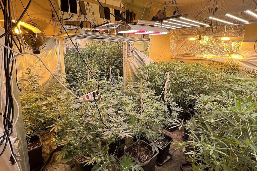 Polizei entdeckt Cannabisplantage in Mansfeld
