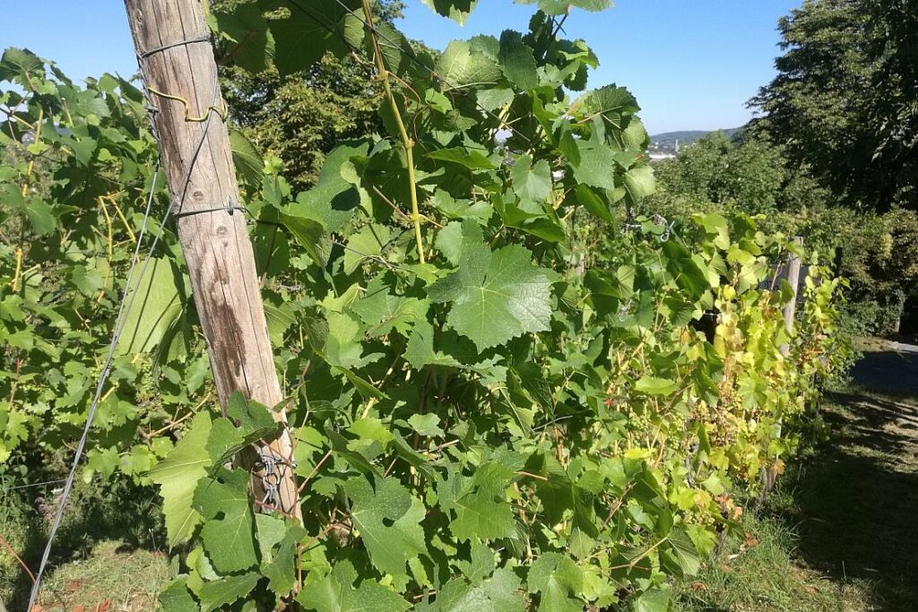 Rheinland-Pfalz fordert EU-Einsatz gegen US-Zölle auf Weine